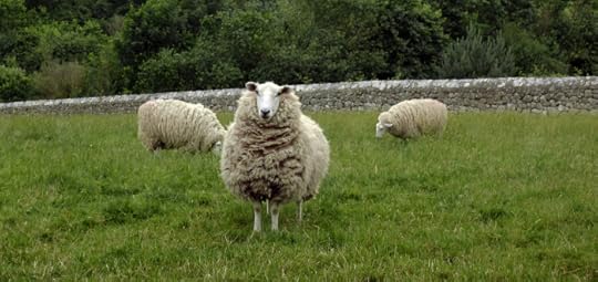 Sheep 2