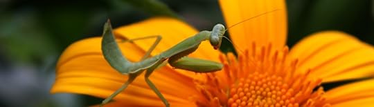 praying mantis