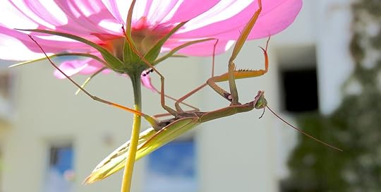 praying mantis on pink flower