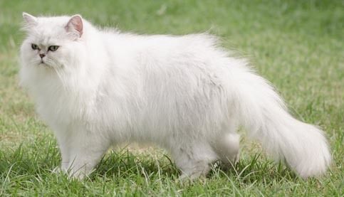 white Persian cat