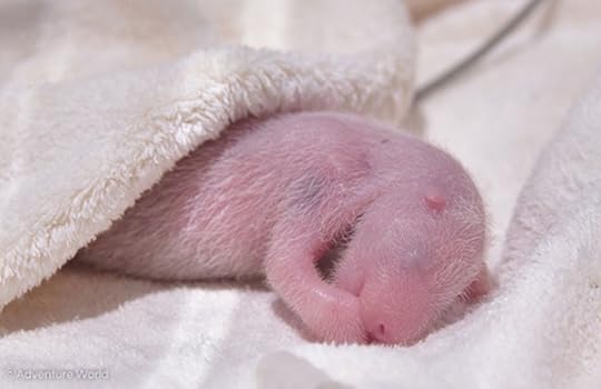 Panda cub Japan 2