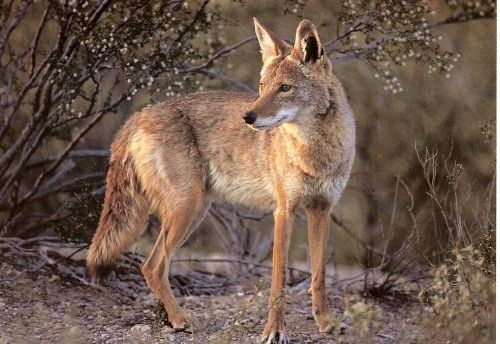 mountain coyote