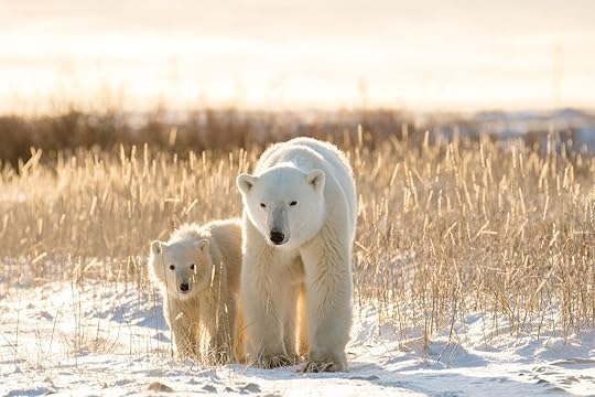Polar bears on tundra in Arctic sunset