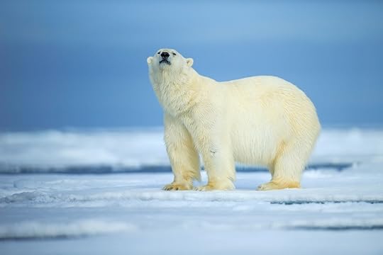 Polar bear, dangerous looking on the ice in Russia