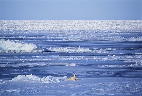 Polar bear on a glacier in Greenland