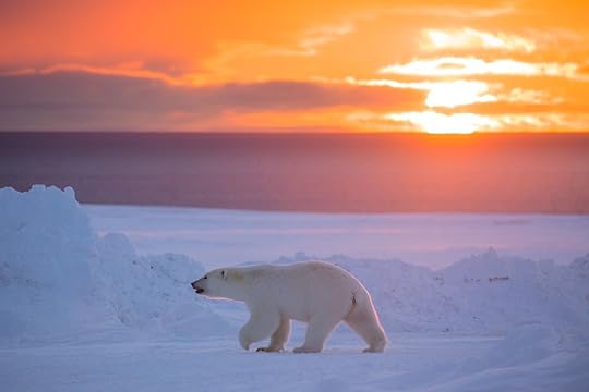 Polar bear walking with a sunset backdrop