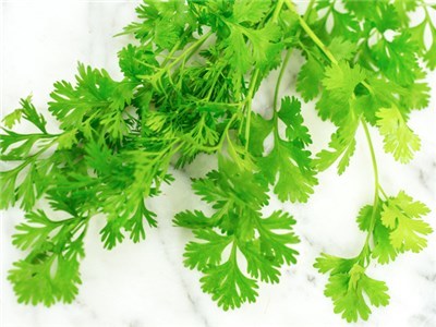 Cilantro