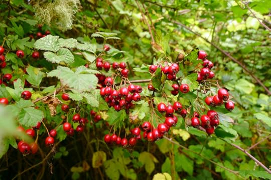 Hawthorne berries