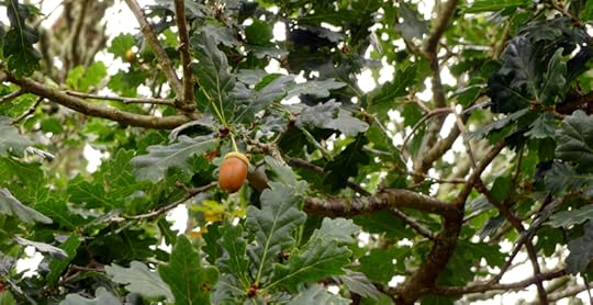 Oak leaves & acorn