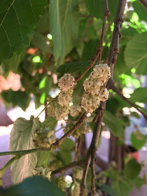 photograph, white mulberries, morus alba tree