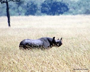 Black Rhino by Lisa Niver Kenya #AKTravel
