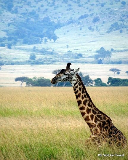 Giraffe by Lisa Niver in Kenya #AKTravel