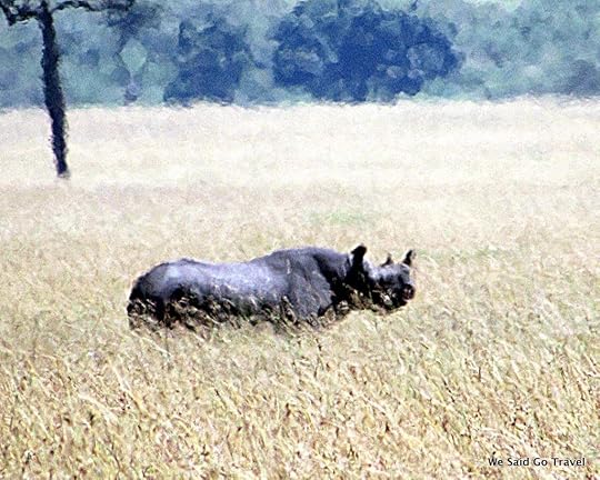 Black Rhino by Lisa Niver Kenya #AKTravel