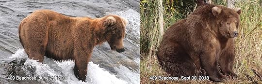 Katmai National Park and Preserve bear 409 Beadnose