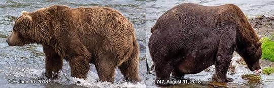 Katmai National Park and Preserve bear 747
