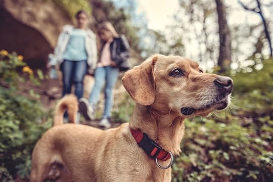 Small yellow dog on a forest trail with people walking in the background