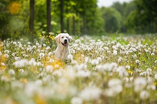 Young Golden Retriever posing between dandelions
