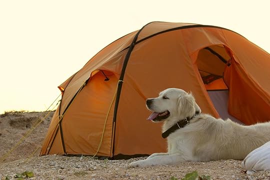 Golden Retriever guarding tent and gear for a hike