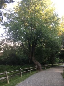 Consciousness creates reality