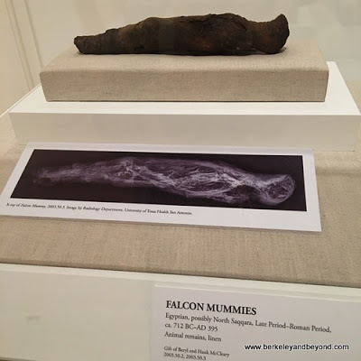 falcon mummy at San Antonio Museum of Art in San Antonio, Texas