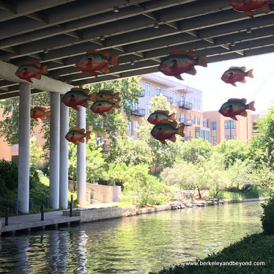 hanging school of fish on the River Walk near the San Antonio Museum of Art in San Antonio, Texas