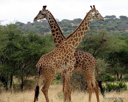 Giraffe in Africa by Lisa Niver