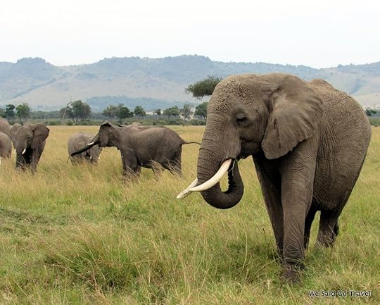 Elephant in Africa by Lisa Niver