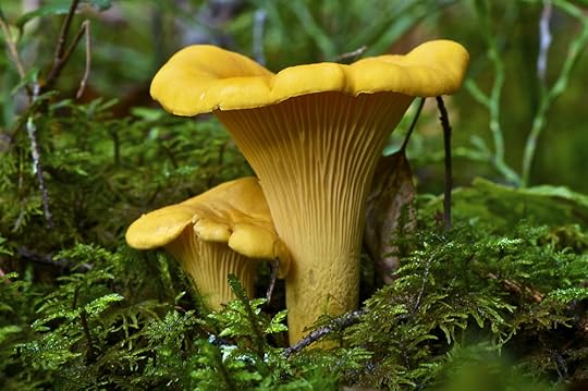  Photo: Stefan Holm Shutterstock ID: 86126398 