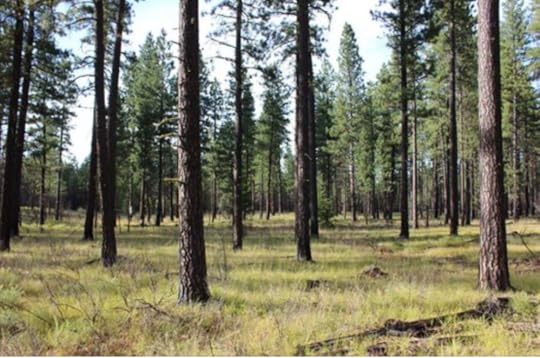 The Mt. Adams Community Forest, one year after a prescribed burn overseen by Mt. Adams Resource Stewards.