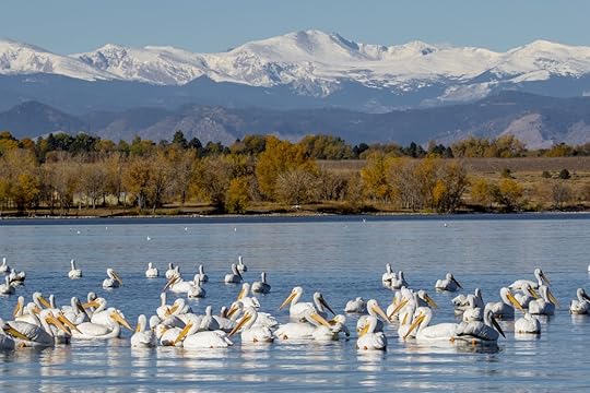 Migration of the American White Pelican with a stop at the Cherry Creek Reservoir in suburban Denver