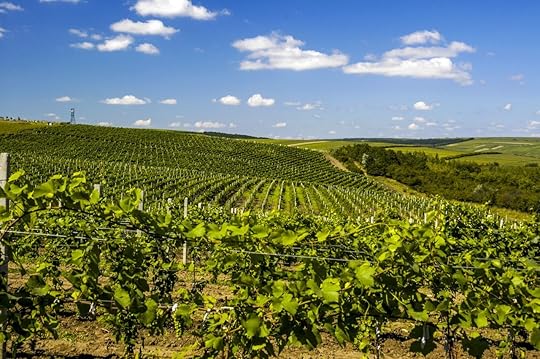 Moldova, famous wineyard of Cricova, vineyards, Chisinau area