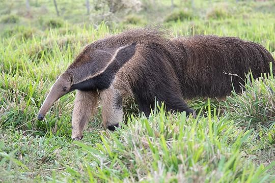 Giant anteater