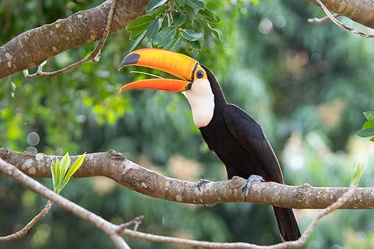 Toco toucan