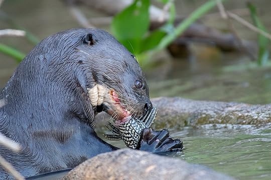 giant otter
