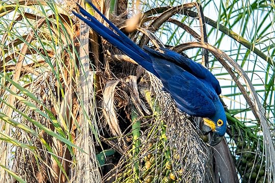 hyacinth macaw