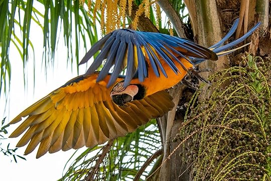 Blue and yellow macaw