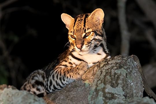 Ocelot