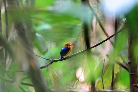 Manus Dwarf-Kingfisher female in Manus Island, Papua New Guinea