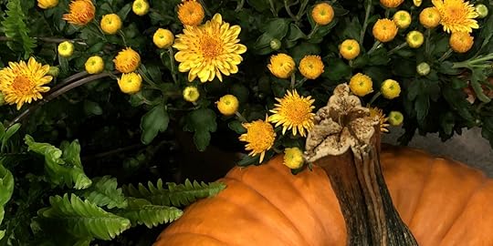 Mums and Pumpkin in Ohio