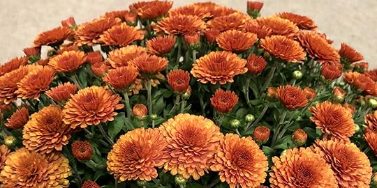 Mums the Word in Ohio