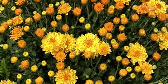 Joyful Yellow Mums