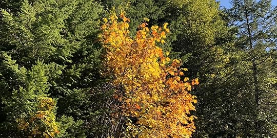 Glowing Bush in Oregon
