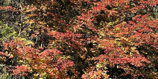 Fiery Red Leaves in Oregon