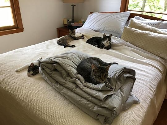 the whole family, clockwise from upper left: patrick, emelina, ivy, and orion