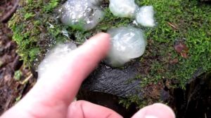could the blob be real