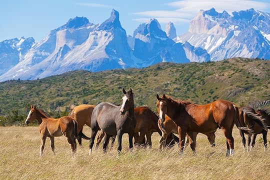 Wild horses in the Torres del Paine National Park, Patagonia, Chile
