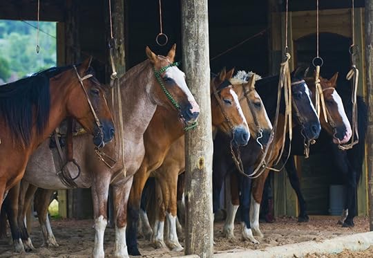 Horses in a stable in the countryside of Uruguay