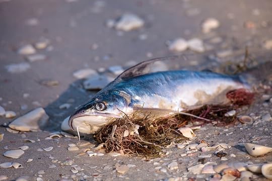 Red tide causes fish to wash up dead on Delnor-Wiggins State Park Pass beach in Naples, Florida