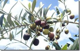 Olive Branch