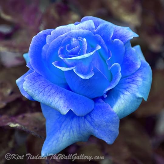 The Unfolding Of An Orange Rose Bud